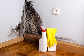 Why You Should Choose Our Mold Remediation Services in Englewood Cliffs, NJ